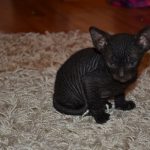 Черный котёнок-сфинкс