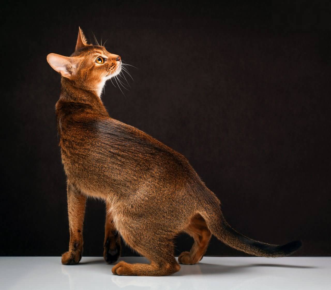 Рассмотрите фотографию кошки породы абиссинская. Абиссинская кошка. Порода кошек абиссинец. Абиссинская кошка фавн. Абиссинская порода кошек Абиссинская.