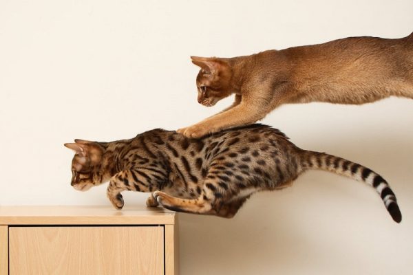 Две кошки прыгают