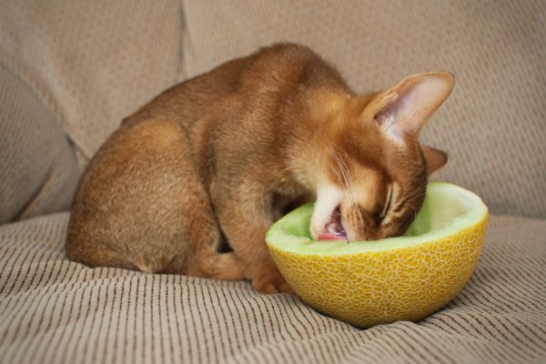 Кошка ест дыню