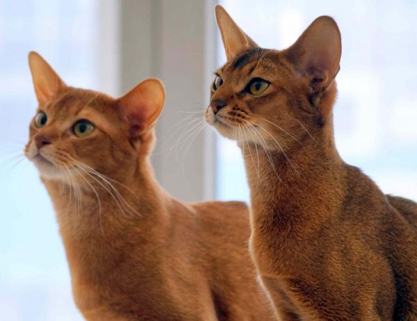 Две абиссинские кошки