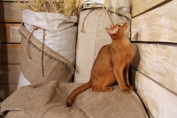 Абиссинская кошка в амбаре