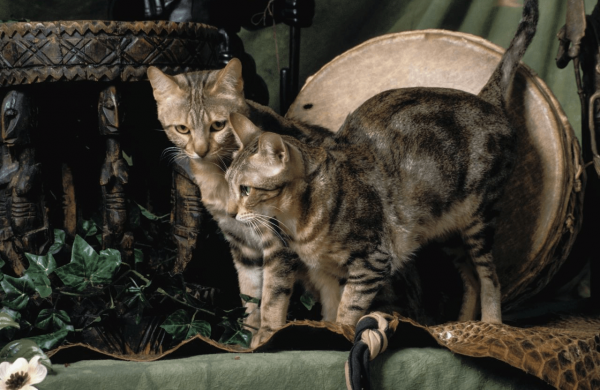 Две кошки породы сококе