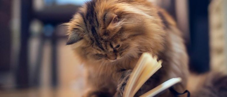 Сибирская кошка читает книгу