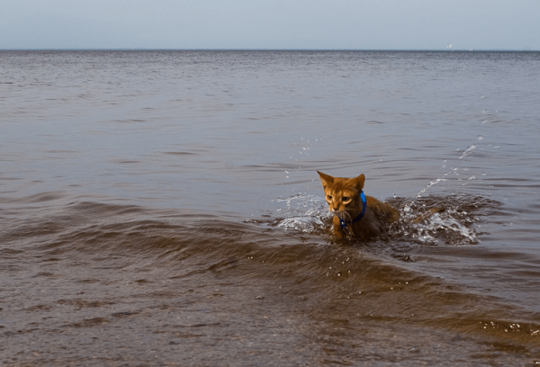 Абиссинская кошка в море