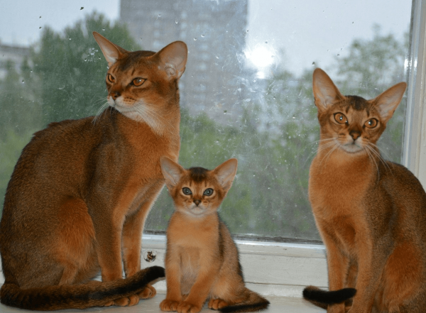 Абиссинские кот, кошка и котёнок