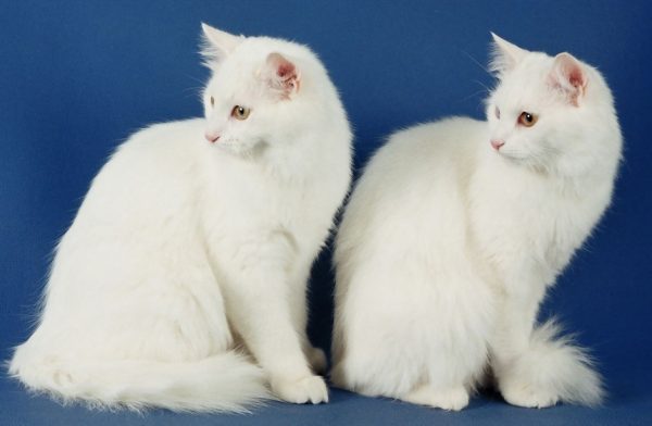 Белые ангорские кошки