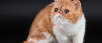Экзотическая кошка с рыже-белой шерстью