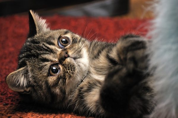 Мордочка кота с большими круглыми глазами