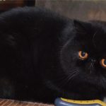 Чёрный кот с оранжевыми глазами