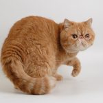 Рыжий кот с короткими лапами