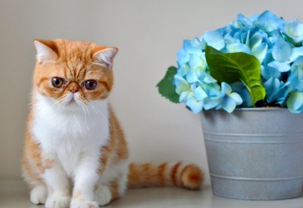 Кот сидит рядом с цветами