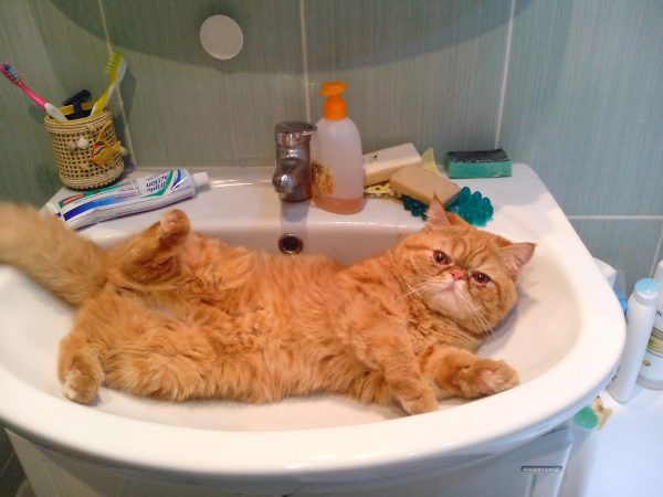Рыжий кот лежит в раковине