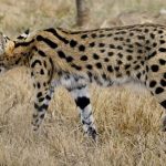 Leptailurus serval ferrarii
