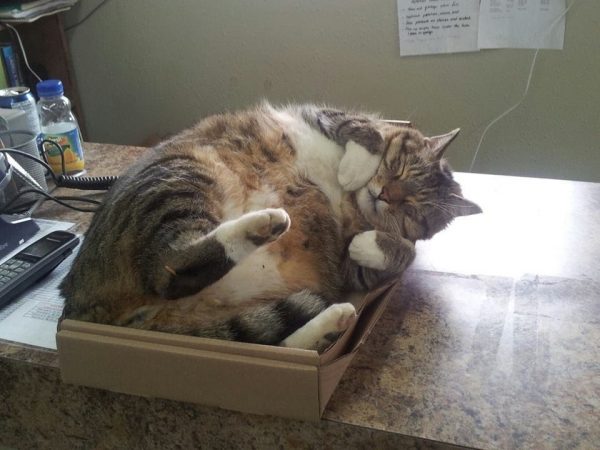 Большой кот спит в коробке