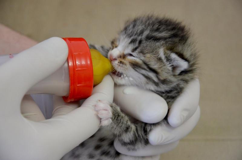 Новорожденный котёнок пьёт из бутылочки