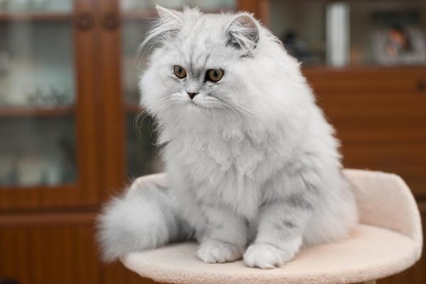 Персидская кошка сидит