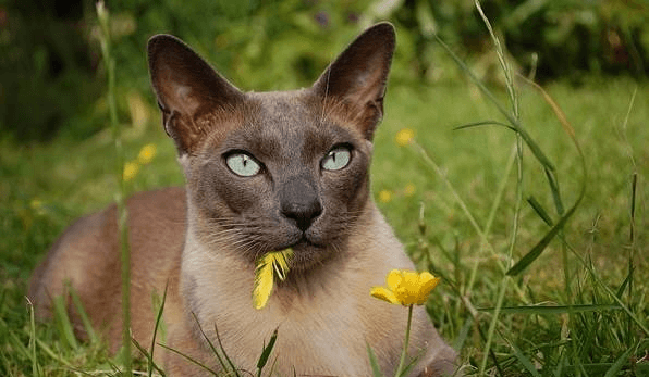 Тонкинская кошка жуёт цветок