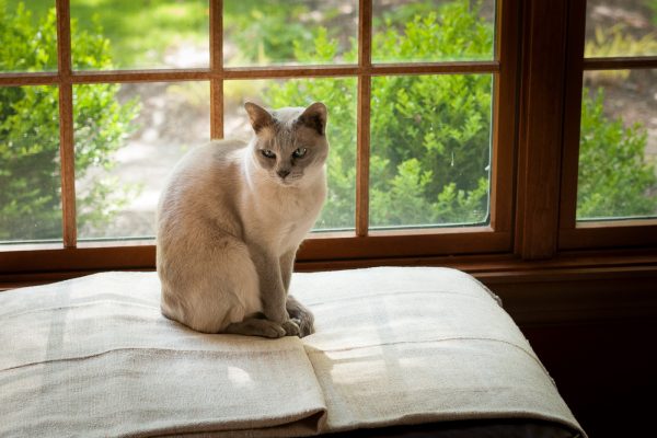 Тонкинская кошка сидит у окна