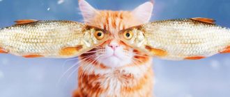Кот с очками из рыбок