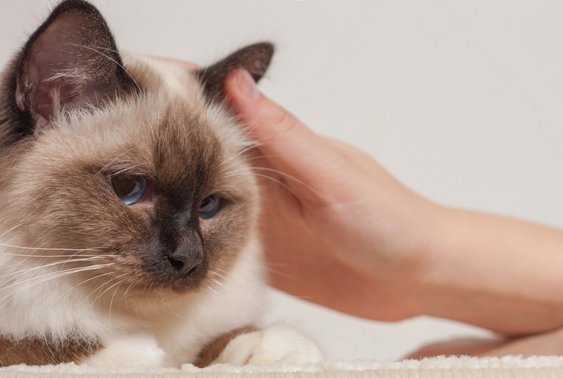 Залог здоровья: правила чистки кошачьих ушей
