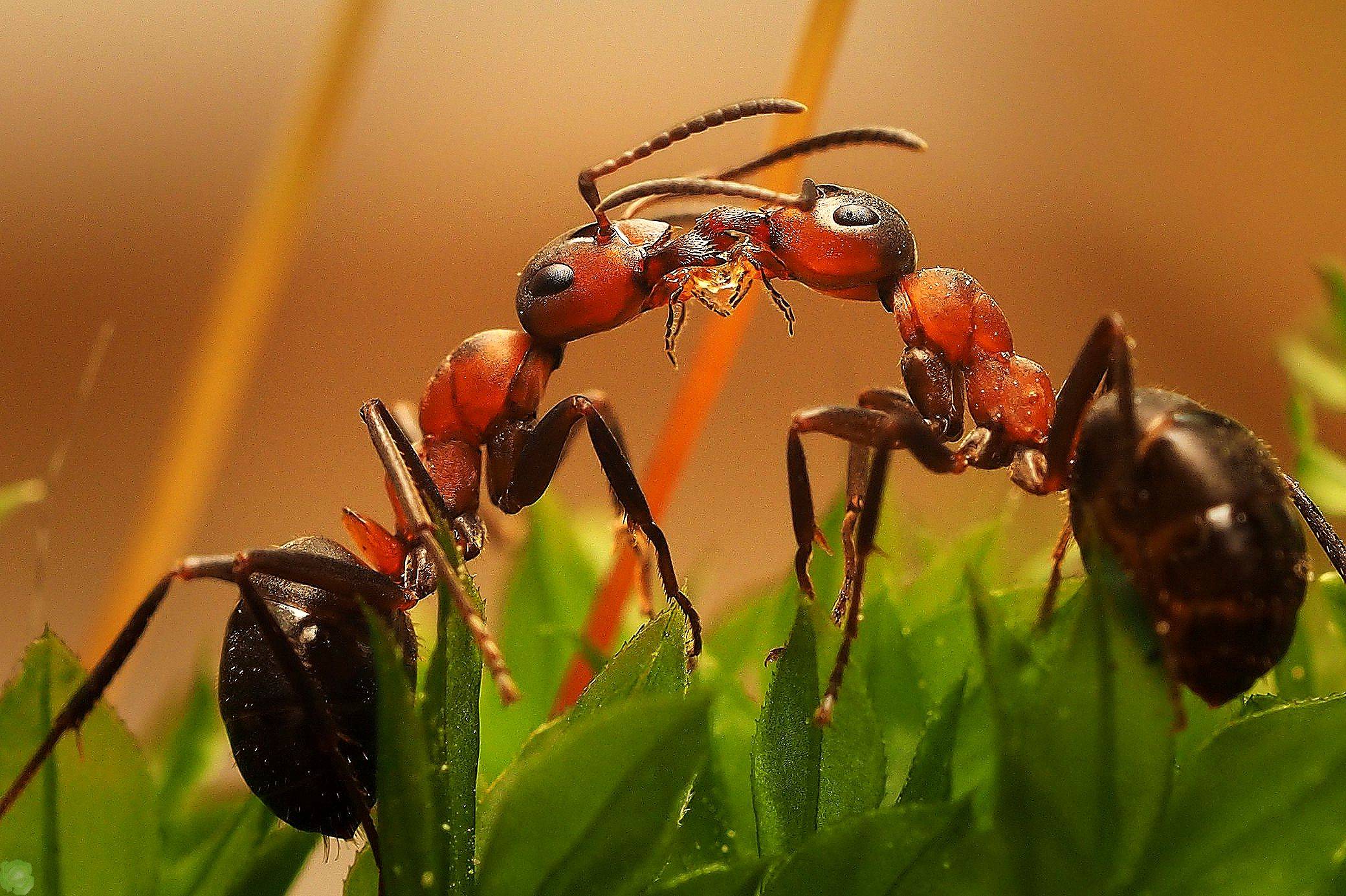 Как быстро избавиться от муравьев на дачном участке